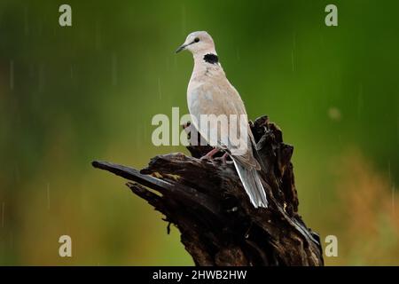 Streptopelia capicola, également connue sous le nom de colombe de la tortue cape, Kgalagadi, Afrique du Sud. Oiseau du désert de sable africain, Botswana. Oiseau sur le tronc de l'arbre. Banque D'Images