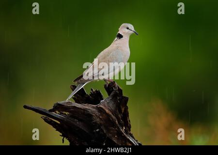 Streptopelia capicola, également connue sous le nom de colombe de la tortue cape, Kgalagadi, Afrique du Sud. Oiseau du désert de sable africain, Botswana. Oiseau sur le tronc de l'arbre. Banque D'Images