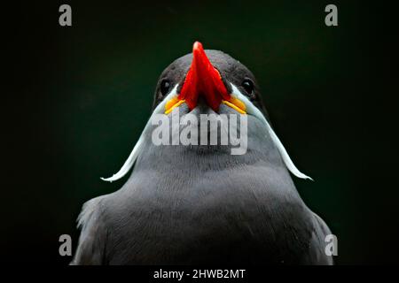 Inca Tern, Larosterna inca, oiseau sur branche d'arbre. Portrait de la Sterne de la côte péruvienne. Oiseau dans la nature forêt de mer habitat. Scène sauvage de la nature. Banque D'Images