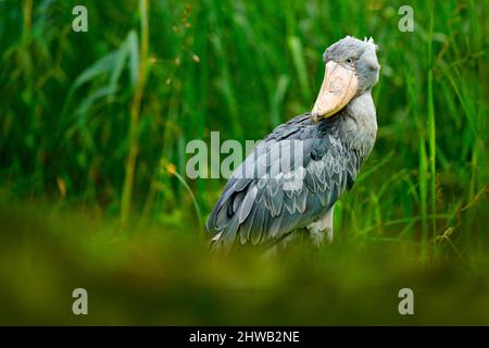 Shoebill, Balaeniceps rex, caché dans la végétation verte. Portrait d'un grand oiseau à bec, Ouganda. Observation des oiseaux en Afrique. Banque D'Images