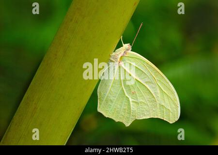 White Angled-Sulphur, Anteos clorinde, papillon blanc vert assis sur la plante dans l'habitat naturel, Costa Rica. Bel insecte dans la jungle tr Banque D'Images