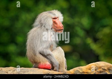 Hamadryas babouon, Papio hamadryas, de l'Etiopie en Afrique. Mammifère sauvage dans l'habitat naturel. Singe nourrissant des fruits dans la végétation verte. Faune Banque D'Images