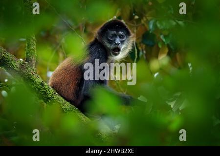 Singe araignée sur le palmier. Faune verte du Costa Rica. Singe araignée à main noire assis sur la branche de l'arbre dans la forêt tropicale sombre. Animal dans Banque D'Images