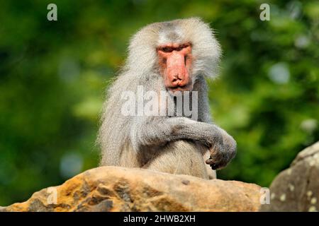 Hamadryas babouon, Papio hamadryas, de l'Etiopie en Afrique. Mammifère sauvage dans l'habitat naturel. Singe nourrissant des fruits dans la végétation verte. Faune Banque D'Images