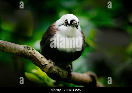 Sumatran riringthrush, Garrulax bicolor, oiseau blanc brun assis sur la branche d'arbre dans la forêt tropicale, Indonésie en Asie. Muguet dans la nature h Banque D'Images