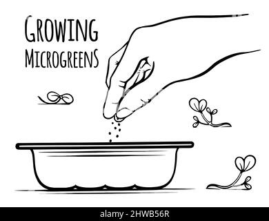 Instructions pour semer des microlégumes toute l'année à la maison. Semis de graines. Esquisse dessinée à la main. Isolé sur fond blanc. Vecteur. Illustration de Vecteur