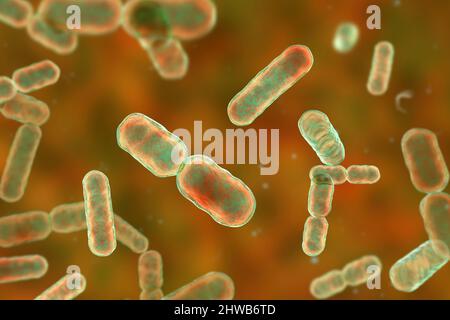 Bactéries Bacteroides sp., illustration Banque D'Images