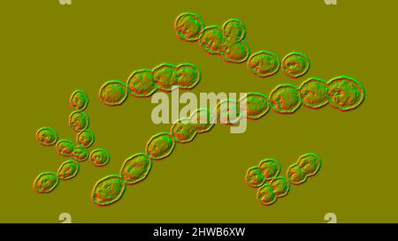 Bactéries Leuconostoc, illustration Banque D'Images