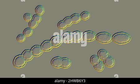 Bactéries Leuconostoc, illustration Banque D'Images