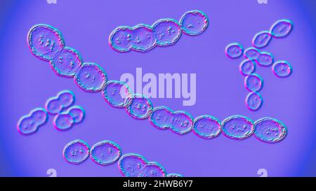 Bactéries Leuconostoc, illustration Banque D'Images