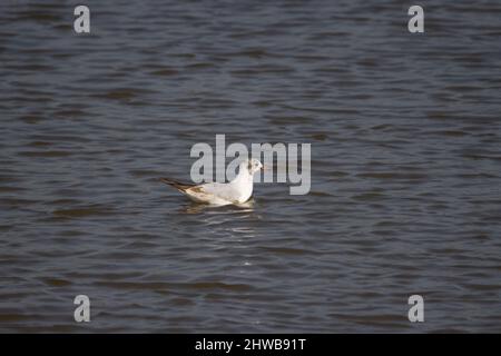 Un seul Goéland à tête noire (Chericocephalus ridibundus) nageant sur les eaux bleu foncé d'un lac avec quelques ondulations Banque D'Images
