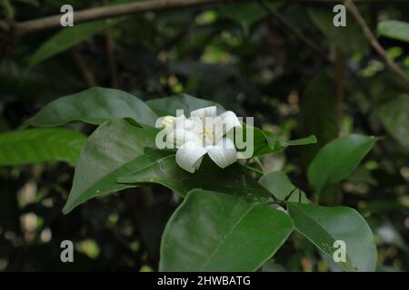 Gros plan d'une fleur de jessamine orange (Murraya paniculata) avec des feuilles Banque D'Images