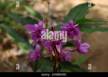 Vue arrière des fleurs d'orchidées pourpres et des bourgeons avec une tige en fleur Banque D'Images