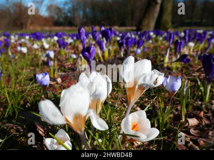 Champ rempli de crocus violet et blanc. L'arrière-plan est flou. Banque D'Images
