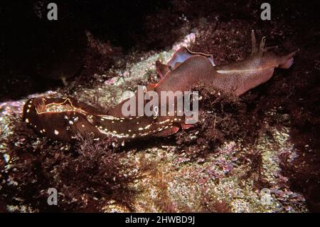 Paire de lièvres d'Amérique (Aplysia punctata) parmi les algues rouges, Royaume-Uni. Banque D'Images