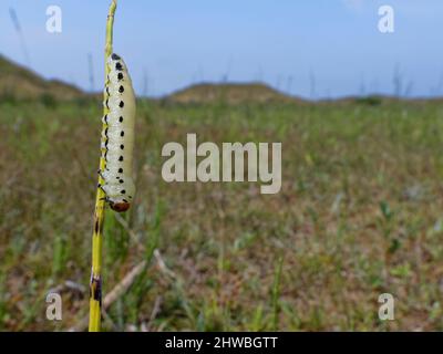 Larve de pins (Diprion pini) se préparant à se marier sur une tige d'Horsetail dans le sable côtier mou de dunes, Kenfig NNR, Glamourgan, pays de Galles, Royaume-Uni, Juillet. Banque D'Images