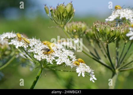 Le groupe de coléoptères du soufre (Cteniopus sulfureus) s'est nectardé sur des fleurs d'higoule commun (Heracleum sphondylium), dans des dunes côtières de sable, Kenfig NNR, pays de Galles, Royaume-Uni. Banque D'Images