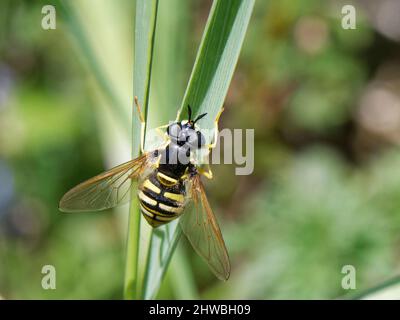 Grande mouche à guêpe (Chrysotoxum cautum) femelle reposant sur une tige d'herbe dans le scroband, Kenfig NNR, Glamourgan, pays de Galles, Royaume-Uni, Juin. Banque D'Images