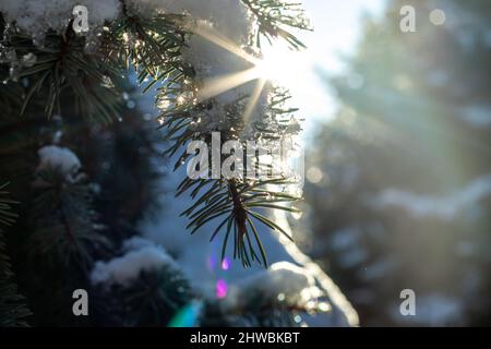 La neige fond des arbres au début du printemps. Des gouttes d'eau et de neige tombent d'une branche d'arbre. De l'eau glacée coule. Changement de saison, changement Banque D'Images