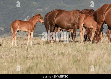 Troupeau de chevaux Wyoming Montana Ranch dans les montagnes Pryor Banque D'Images