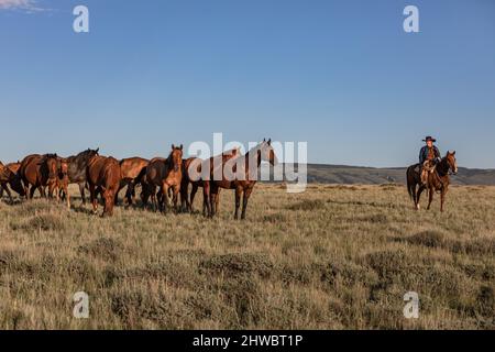 Troupeau de chevaux Wyoming Montana Ranch dans les montagnes Pryor. Groupe de chevaux de la région de Yellowstone pour les amateurs de wranglers dans un ranch dude. Banque D'Images