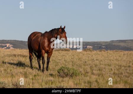 Troupeau de chevaux Wyoming Montana Ranch dans les montagnes Pryor. Groupe de chevaux de la région de Yellowstone pour les amateurs de wranglers dans un ranch dude. Banque D'Images