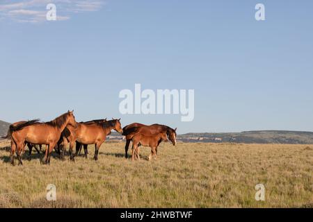 Troupeau de chevaux Wyoming Montana Ranch dans les montagnes Pryor. Groupe de chevaux de la région de Yellowstone pour les amateurs de wranglers dans un ranch dude. Banque D'Images
