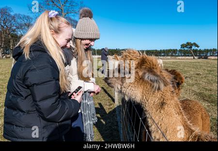 Hedderwick Hill Farm, East Lothian, Écosse, Royaume-Uni, 5th mars 2022. John Muir Alpacas: Cette entreprise relativement nouvelle permet aux gens de trek avec un alpaga du troupeau fort de 40 à la ferme. En photo : deux jeunes femmes apprécient les alpagas qui ne sont pas utilisées dans les treks Banque D'Images