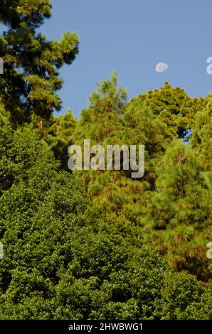 Forêt mixte et lune gibbeuse en déclin. Santa Cruz de la Palma. La Palma. Îles Canaries. Espagne. Banque D'Images