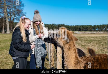 Hedderwick Hill Farm, East Lothian, Écosse, Royaume-Uni, 5th mars 2022. John Muir Alpacas: Cette entreprise relativement nouvelle permet aux gens de trek avec un alpaga du troupeau fort de 40 à la ferme. En photo : deux jeunes femmes apprécient les alpagas qui ne sont pas utilisées dans les treks Banque D'Images