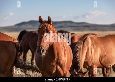 Troupeau de chevaux Wyoming Montana Ranch dans les montagnes Pryor. Groupe de chevaux de la région de Yellowstone pour les amateurs de wranglers dans un ranch dude. Banque D'Images