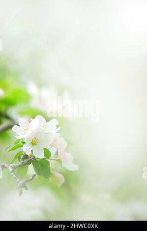 Fleur de pomme en gros plan. Mise au point sélective et faible profondeur de champ. Banque D'Images