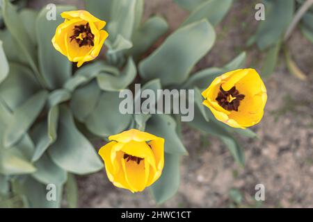 Vue de dessus des tulipes en fleur dans le jardin. Banque D'Images