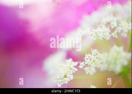 Gros plan de fleurs de persil de vache (Anthriscus sylvestris). Fleurs de prairie rêveuses en été. Mise au point sélective et faible profondeur de champ. Arrière-plan bokeh. Banque D'Images