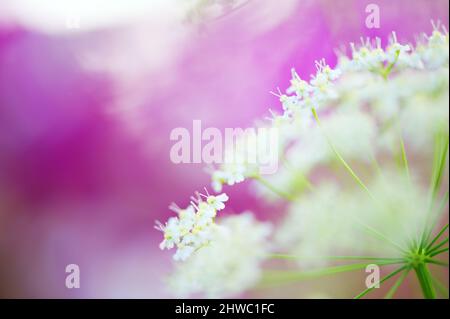 Gros plan de fleurs de persil de vache (Anthriscus sylvestris). Fleurs de prairie rêveuses en été. Mise au point sélective et faible profondeur de champ. Arrière-plan bokeh. Banque D'Images