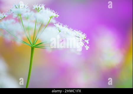 Gros plan de fleurs de persil de vache (Anthriscus sylvestris). Fleurs de prairie rêveuses en été. Mise au point sélective et faible profondeur de champ. Arrière-plan bokeh. Banque D'Images