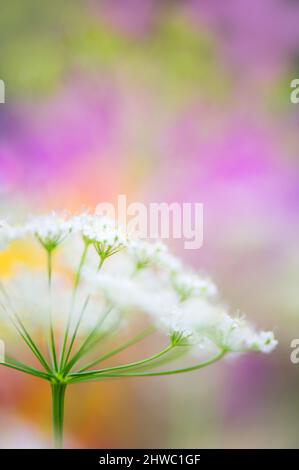 Gros plan de fleurs de persil de vache (Anthriscus sylvestris). Fleurs de prairie rêveuses en été. Mise au point sélective et faible profondeur de champ. Arrière-plan bokeh. Banque D'Images