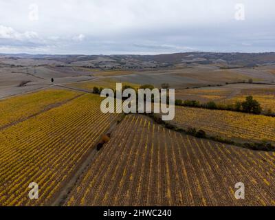 Vue panoramique sur les rangées de raisins jaunes sur les vignobles en Toscane, en Italie, en automne Banque D'Images