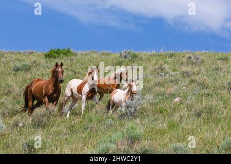 Troupeau de chevaux Wyoming Montana Ranch dans les montagnes Pryor. Groupe de chevaux de la région de Yellowstone pour les amateurs de wranglers dans un ranch dude. Banque D'Images