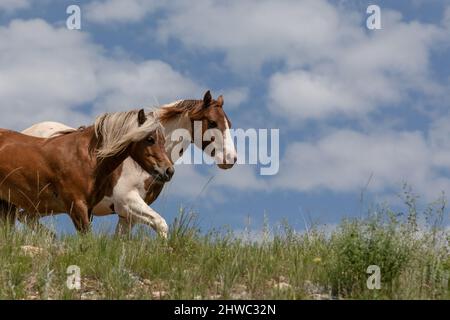 Troupeau de chevaux Wyoming Montana Ranch dans les montagnes Pryor. Groupe de chevaux de la région de Yellowstone pour les amateurs de wranglers dans un ranch dude. Banque D'Images