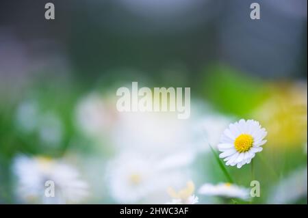 Pâquerettes (Bellis perennis). Mise au point sélective et faible profondeur de champ. Banque D'Images