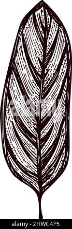 Feuille de calathea gravée isolée. Plantes tropicales rétro dans le style dessiné à la main. Gravure pour affiche, impression, illustration de livre, logo, icône, Illustration de Vecteur