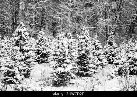 La neige du Wisconsin couvrait les arbres de Noël prêts pour la récolte, à l'horizontale Banque D'Images
