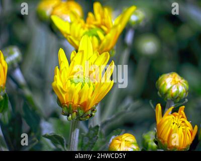 Petits pétales jaunes frais chrysanthème qui n'a pas encore fleuri il est généralement séché pour une utilisation comme thé de fleur sain. Banque D'Images