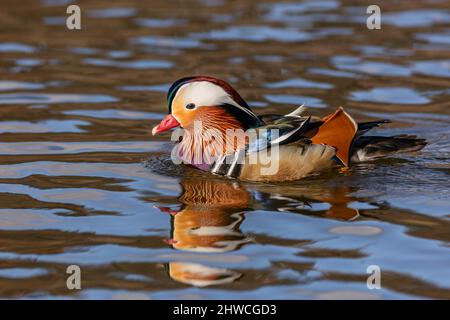 Gros plan d'un canard mandarin coloré qui nage dans une rivière par une journée ensoleillée. Reflet de l'oiseau et de ses couleurs vives dans l'obscurité Banque D'Images