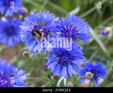 Gros plan de la fleur de maïs bleue. Fleur de fleur de maïs bleue ou fleur bouton de baccalauréat. Photo macro des fleurs de maïs. Banque D'Images