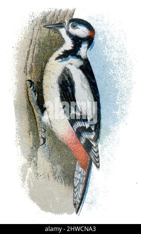 Grand pic à pois Dendrocopos Major, (livre de zoologie, 1913), Großer Buntspecht, Buntspecht Banque D'Images