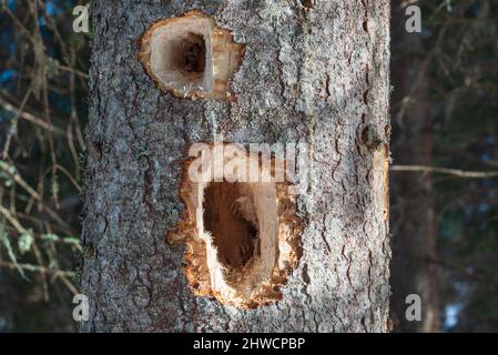 Deux grands trous dans un tronc de sapin fait d'un pic noir (Dryocopus martius). Banque D'Images