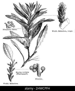 Myrte de cire du sud , Myrica cerifera Syn. Morella cerifera, (encyclopédie, 1888), Virginie Wachsbaum , arbre à suif Banque D'Images