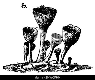 Lichen de tasse à caillebots[, Cladonia pyxidata, (livre botanique, ca. 1900), Echte Becherflechte, Cladonia pyxidata Banque D'Images